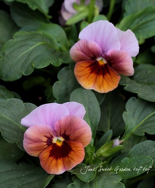 ビオラ・エンジェル 『ライラックグロー』 | すべての商品 | | Junk