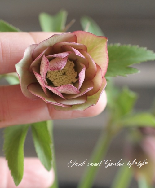 <i>Helleborus</i><BR>ꥹޥ<BR>¿񵸹<BR>DD2016no.78