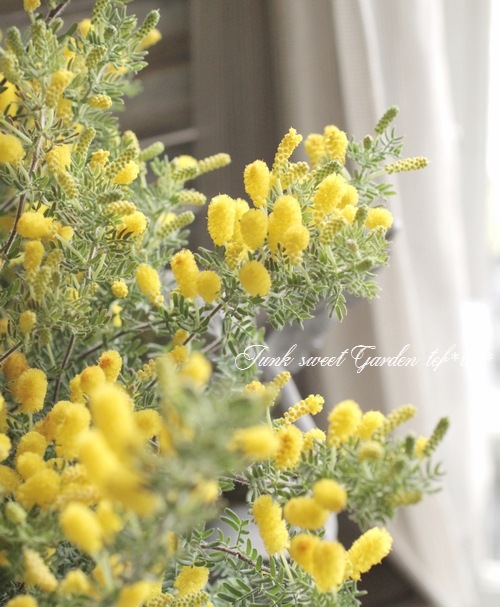 �����������ɥ���ǥ����ߥ⥶ �إ�˥��� ��˾�Υ���ѥ����ʼ