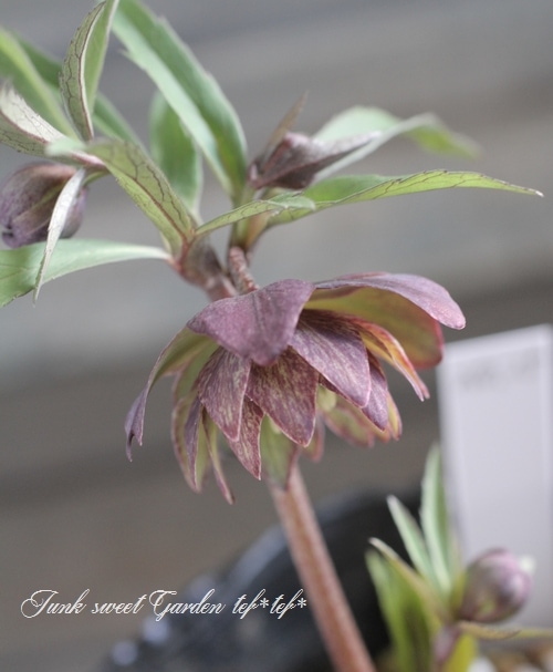 クリスマスローズ　絞り認定　鉄人06 2026.1.25 Hobby Gardening February 2026 issue features Christmas