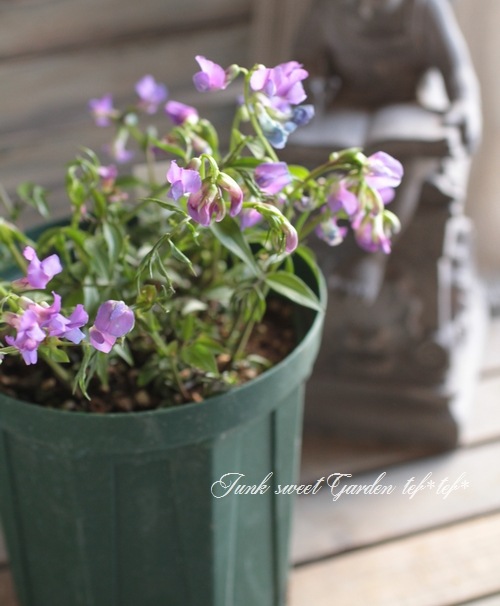 <i>Perennial sweet pea</i><BR><BR>�������ɺ������ȥԡ�<BR>�إ饷�饹���ѡ��ץ��