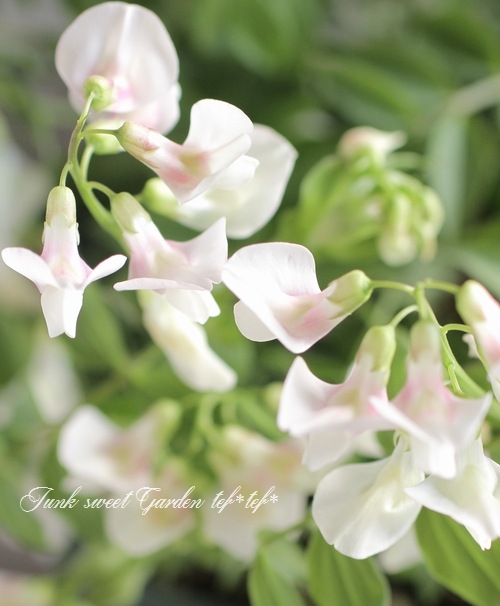 �������ɺ������ȥԡ����إ饷�饹���ۥ磻�ȡ��ԥ󥯡�