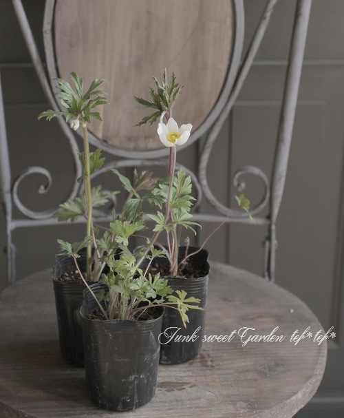 �����θ��異�ͥ�͡�����٥��ȥꥹ�إޥɥ�ʡ١إ��Ρ��ɥ��åס����ͥ�͡�