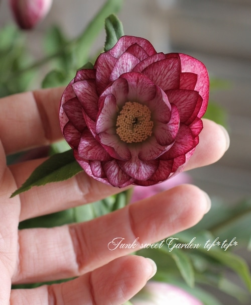 i>Helleborus</i><BR><BR>クリスマスローズ・開花株！<BR>『ダブル咲き