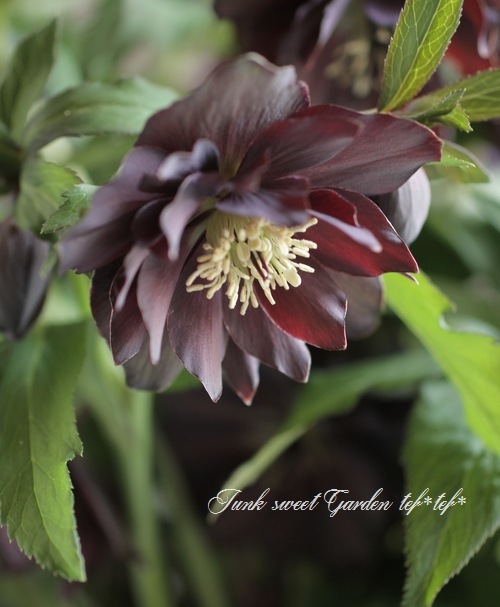 114 クリスマスローズ i>Helleborus</i><BR><BR>クリスマスローズ・開花株！<BR>『ダブル咲き