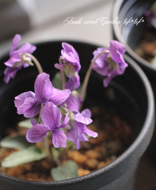 i>Viola</i><BR><BR>大人可愛い宿根スミレ<BR>八重咲き『ノジスミレ