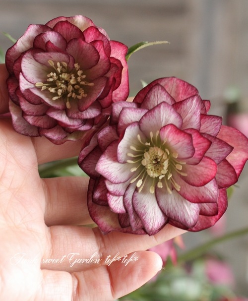 ローズ Sexy Rexy | Floribunda | Weeks Rose – Wildwood Outdoor Living