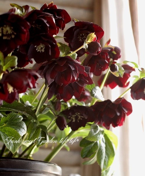 i>Helleborus</i><BR><BR>クリスマスローズ・開花株！<BR>『ダブル咲き