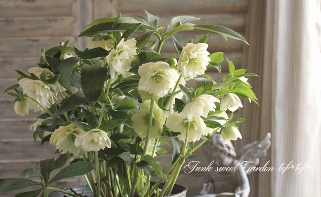 クリスマスローズ 開花株 SSいろはhyb i>Helleborus</i><BR><BR>クリスマスローズ・開花株！<BR>『ダブル咲き