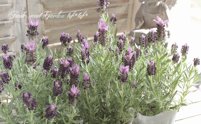 I Lavandula Stoechas I Br Br ラベンダー ストエカス Br クラシカルパープル すべての商品 Junk Sweet Garden Tef Tef I Lavandula Stoechas I Br Br ラベンダー ストエカス Br クラシカルパープル すべての商品 Junk Sweet Garden Tef Tef