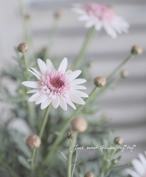 <i>Argyranthemum frutescens</i><BR><BR>���֥餵��Υޡ�����å�<BR>�Υ������꡼��<BR>�ؤ�����������