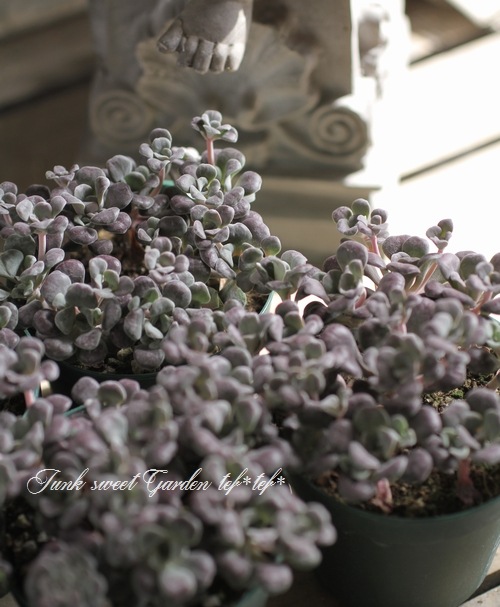 セダム・スパツリフィリウム ケープブランコ 『ブロンズシェード