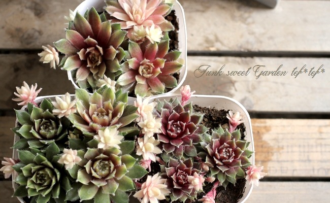 <i>Sempervivum</i><BR><BR>�����ࡦ����ڥ�ӥ���<BR>������إХ˥饷�ե����