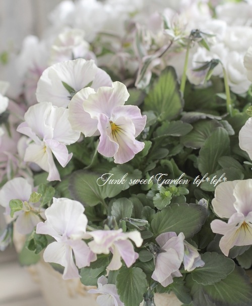 tef*tef*󤻿<BR>2016 * no.40 *<BR><BR>إӥevolveߥץ