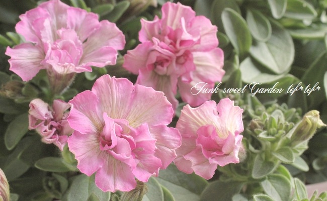 花十勝29.2kg超特大サイズ 元祖柿の種 花火缶 - 浪花屋製菓 ショッピングサイト