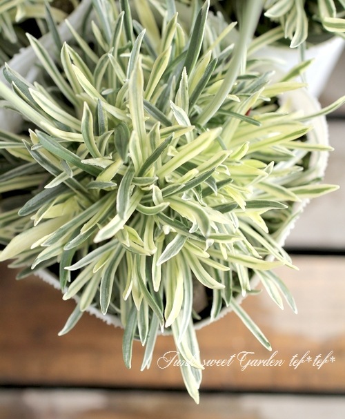 �����ꥢ���ꥢ���إ������ӡ��١��ϥޥ��󥶥�