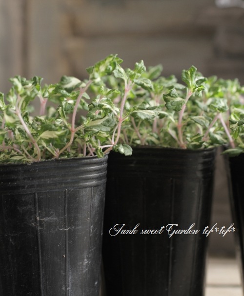 ������٥��˥��� �إ�åɥ饤�󡦥���ѥ�����