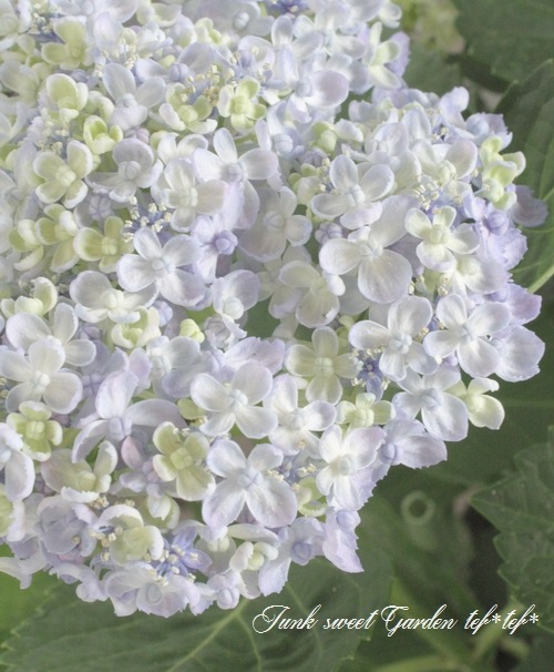 դ۲֡ޤ餭ػĻ -ߥɥ- ޤ