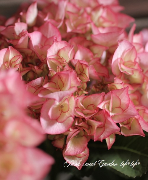 花 agiri 園芸ネット本店｜[送料無料][2016年母の日ギフト][予約]アジサイ