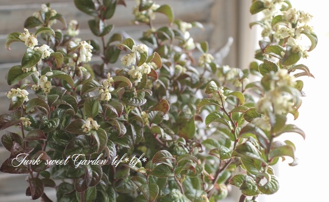 <i>Leucothoe axillaris</i><BR><BR>����ꥫ����ʥ�ƥ�<BR>�쥦���ȥ�<BR>�إ����꡼��åɡ�