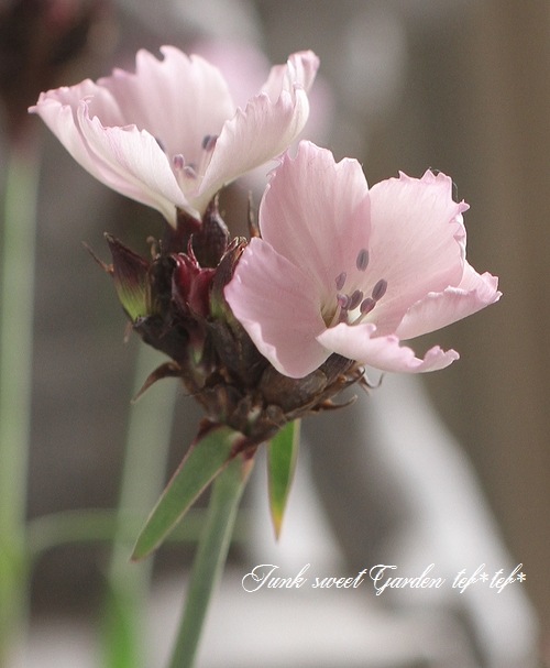 ナデシコ i>Dianthus carthusianorum</i><BR><BR>宿根ナデシコ<BR>ダイアンサス