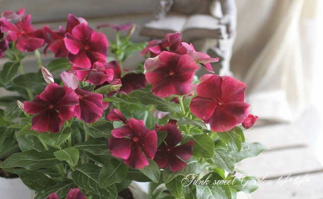 <i>Catharanthus roseus</i><BR><BR>˥˥<BR>ӥ<BR>إѥ饽 磻