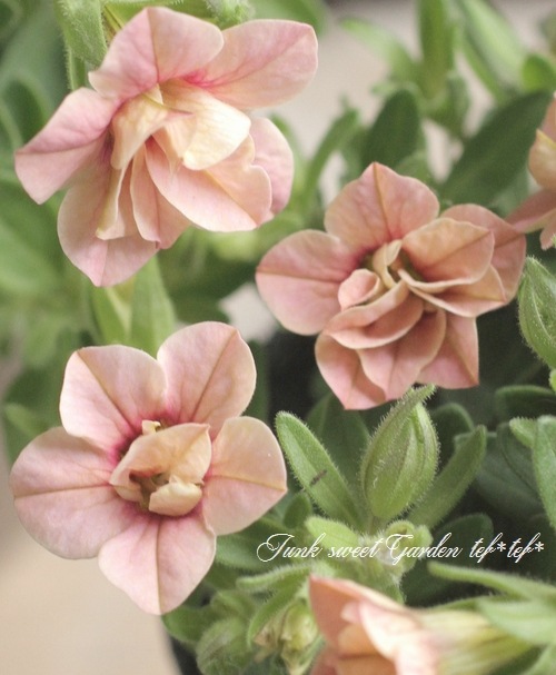 Ȭ�ź餭������֥饳�����ƥ��ե��������֥롡����ƥ��������꡼�� No.4