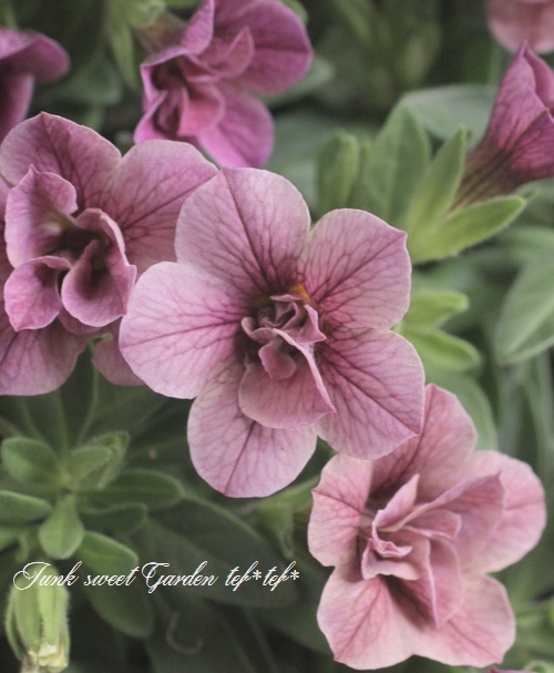 ��ʬ������롪Ȭ�ź餭����֥饳�����ƥ��ե��������֥롡����ƥ��������꡼���� No.62