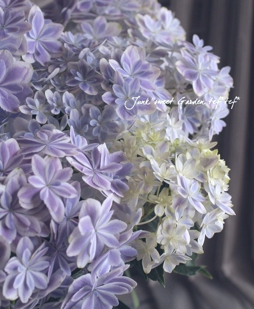 纬ꥸʥʼ Ȭź餭۲֡ڶ٥֥롼5ȭ