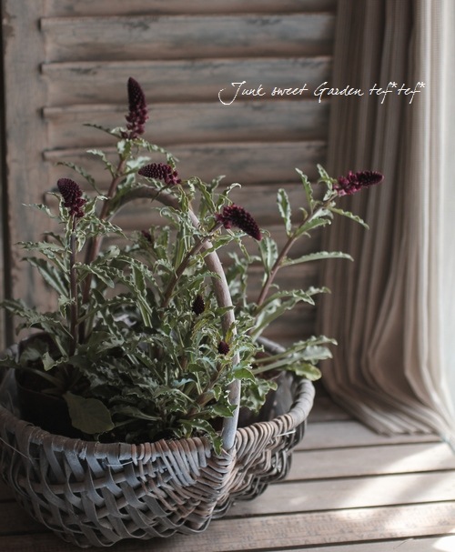 <i>Lysimachia atropurpurea</i><BR><BR>�ꥷ�ޥ���<BR>�إܥ���졼��