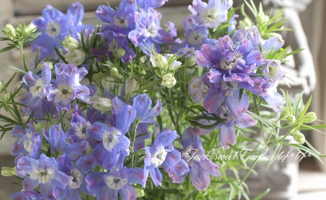 <i>Delphinium</i><BR><BR>�ǥ�ե��˥���<BR>�إ֥롼��