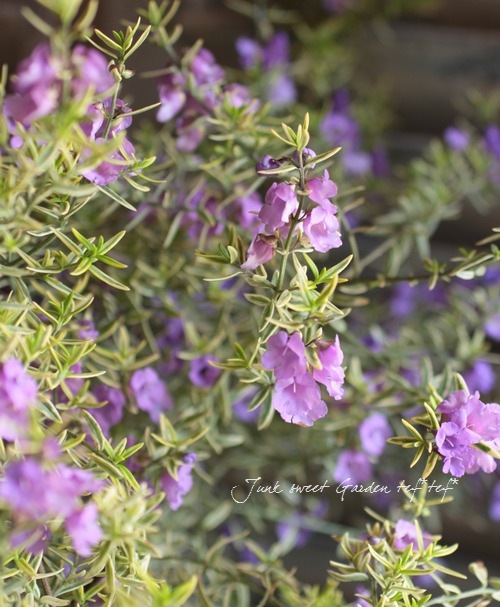 <i>Westringia fruticosa</i><BR><BR>ȥꥢ󡦥ޥ꡼<BR>ȥ󥮥<BR>إХꥨߥ饯륹