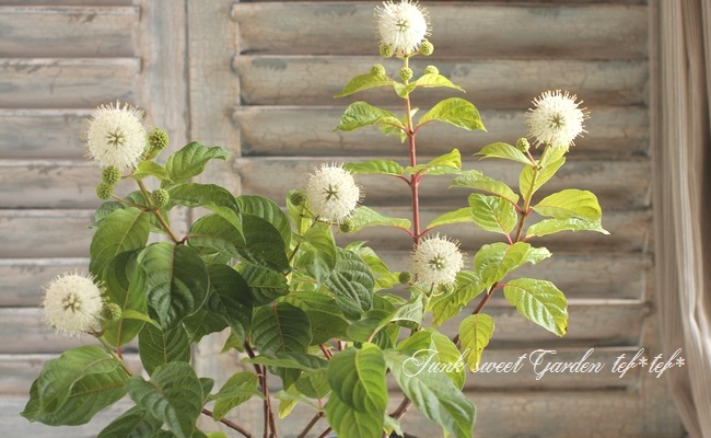 セファランサス ムーンライトファンタジー すべての商品 Junk Sweet Garden Tef Tef セファランサス ムーンライトファンタジー すべての商品 Junk Sweet Garden Tef Tef