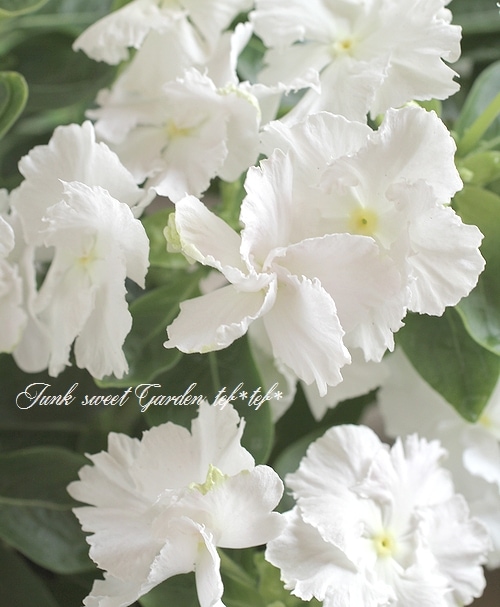 北島園芸オリジナル】 ニチニチソウ 『スクリューチュチュ