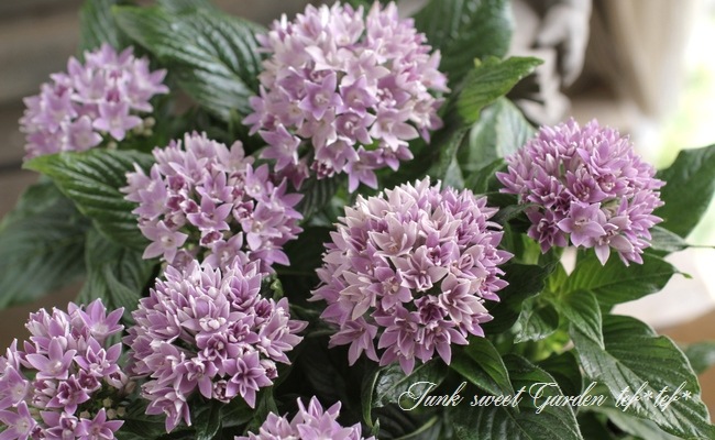 <i>Pentas lanceolata</i><BR><BR>Ƥν뤵繥<BR>ޤǳڤڥ󥿥<BR>֥롼ڥ󥿥Ȭ