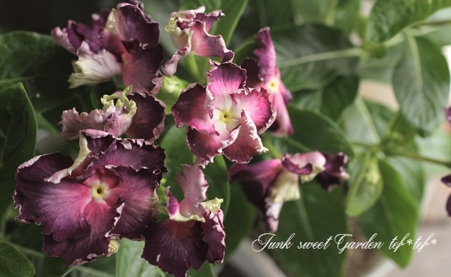 ˥˥ե󥸥ӥ󥫡إåץ١֥å٥꡼