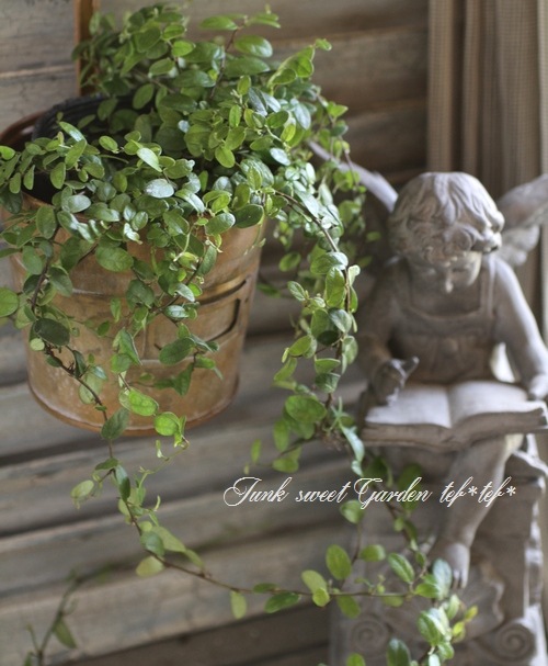 <i>Ficus 'Precious'</i><BR><BR>�ե������إץ쥷�㥹��