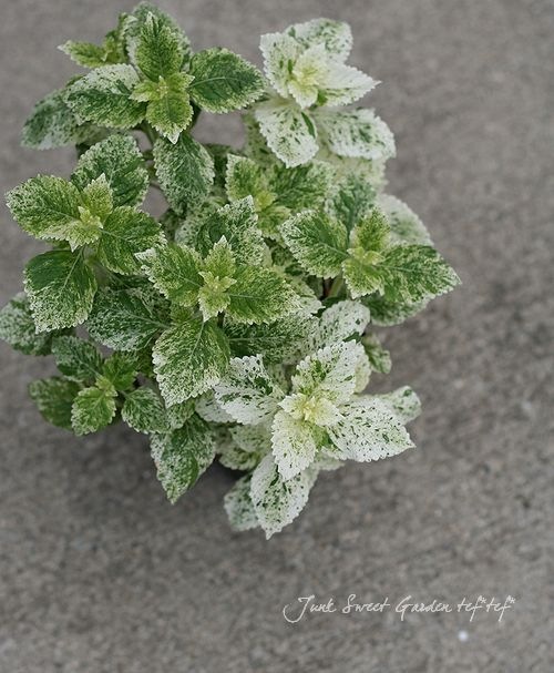 たまのろ　鉢ごとミント　バリエガータ　斑入り　ミドルカット アロカシア アマゾニカ ミント バリエガータ 斑入り Alocasia x