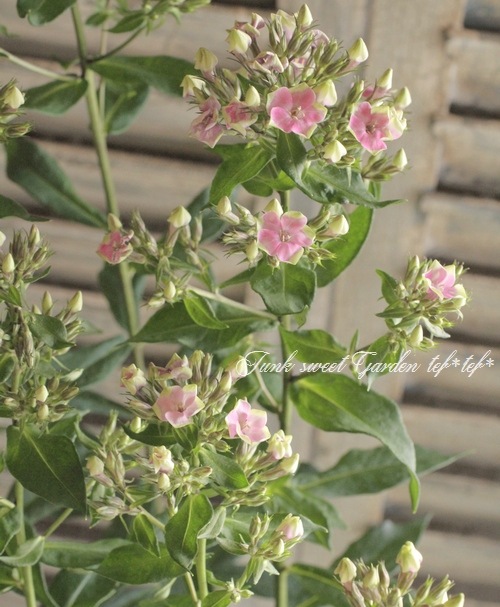 <i>Phlox paniculata</i><BR><BR>ɺեå إ쥪