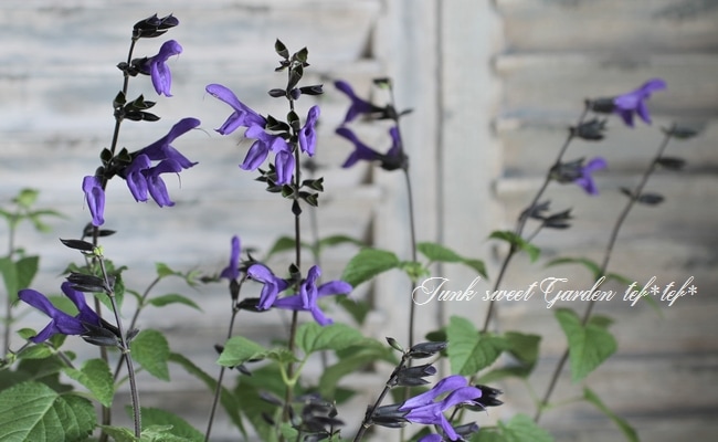 <i>Salvia guaranitica</i><BR><BR>���������ȷԡ�<BR>����ӥ�������˥��� <BR>�إ�ɡ���������