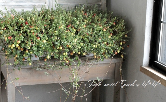 <i>Cranberry</i><BR><BR>�����٥꡼<BR>��̾�ؤĤ뤳������<BR>Ķ����ץ�󥿡���