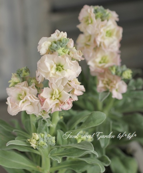 Ȭź餭ȥåإץꥳåȡ