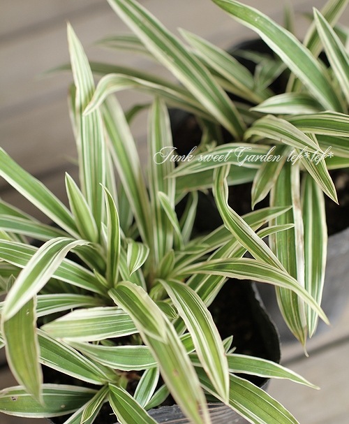 <i>Carex</i><BR><BR>����å���<BR>�إȥ쥸�㡼�������ɡ�