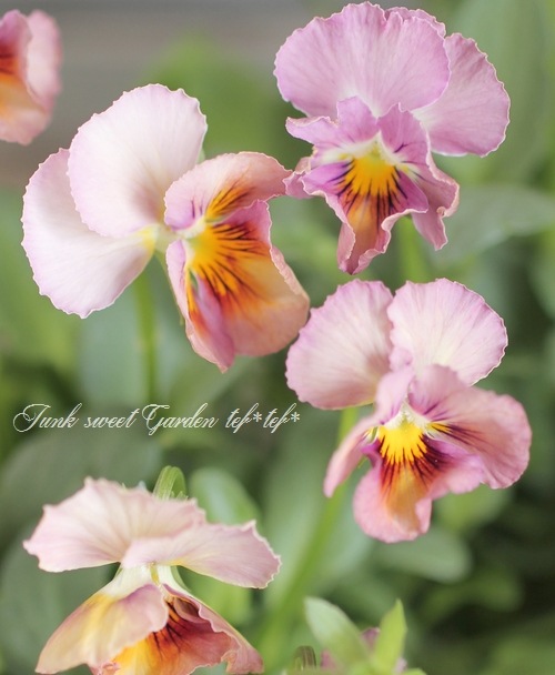<i>Petunia��hybrida</i><BR><BR>������ݤ���<BR>�ӥ���إե���ե��ꥢ��