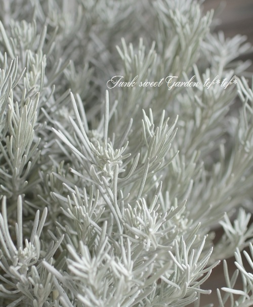 <i>Helichrysum thianschanicum</i><BR><BR>�إꥯ�ꥵ��<BR>�إ���С����Ρ���