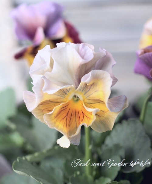 �ե��ѥ󥸡����ե�ե�إ֥��󥺡�