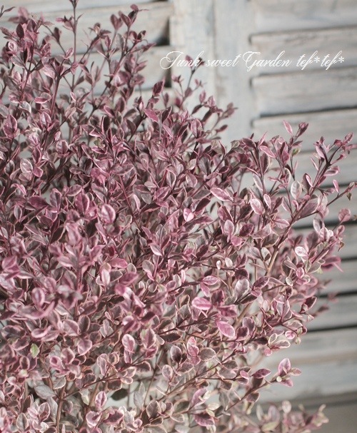 <i>Lophomyrtus ralphii</i><BR><BR>���ե��ߥ륿��<BR>�إޥ��å��ɥ饴�����ȭ��