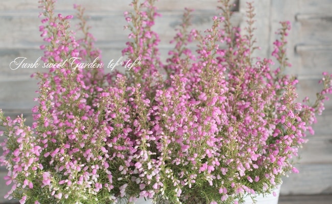 <i>Erica melanthera</i><BR><BR>���ꥫ �����󥻥�<BR>�إӥ꡼�֥�����ɡ�