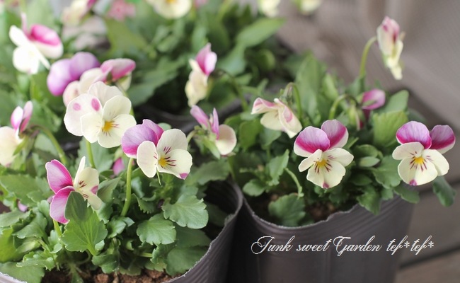 <i>Viola��wittrockiana </i><BR><BR>NEW���ߤ�ȥӥ���<BR>�إ٥꡼������������