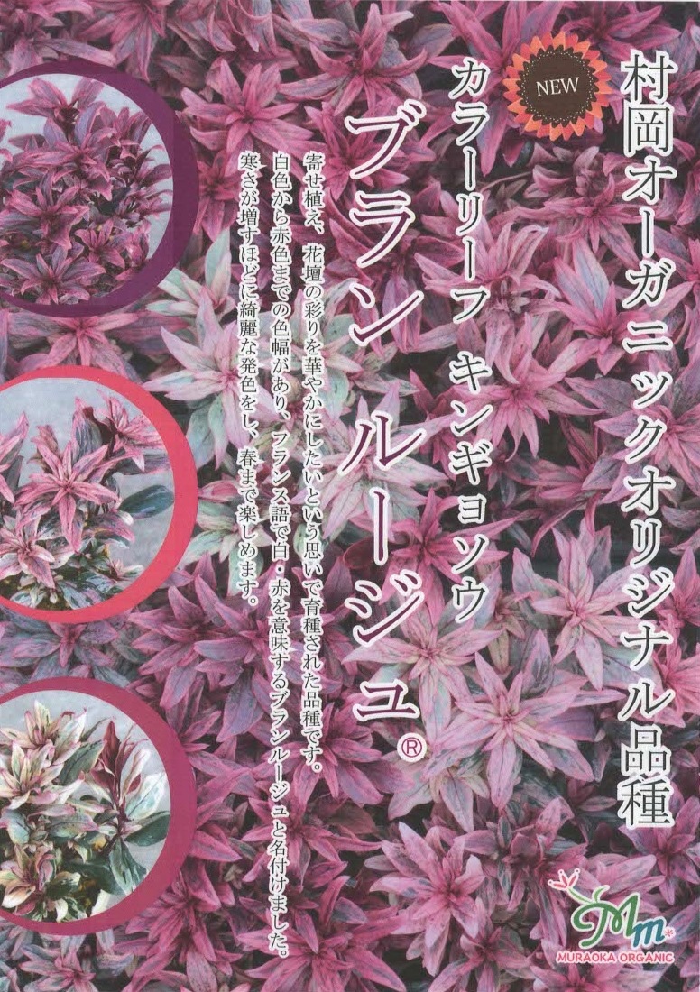 �����ꥭ�󥮥祽�����إ֥��롼�����